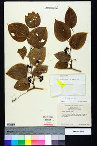 Smilax tamnoides image