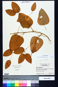 Smilax tamnoides image