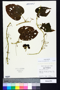 Smilax tamnoides image