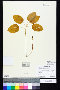 Smilax hugeri image