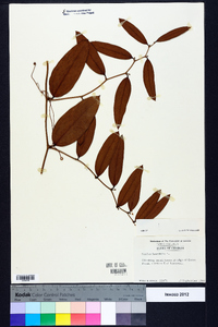 Smilax laurifolia image