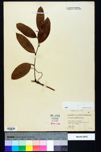 Smilax laurifolia image