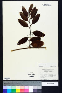 Smilax laurifolia image