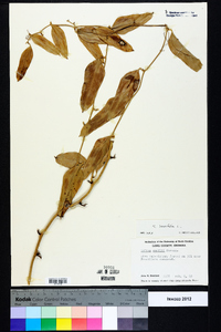 Smilax laurifolia image