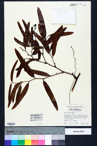 Smilax laurifolia image