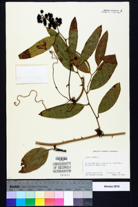 Smilax laurifolia image