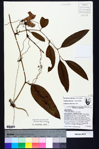 Smilax laurifolia image