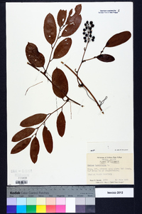 Smilax laurifolia image