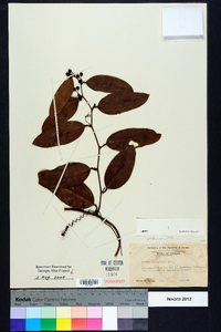 Smilax laurifolia image