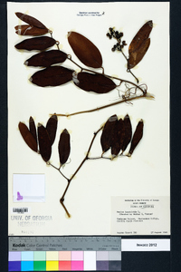 Smilax laurifolia image