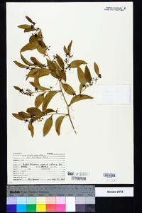 Smilax laurifolia image