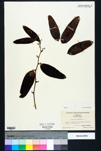 Smilax laurifolia image