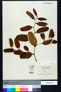 Smilax laurifolia image