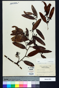 Smilax laurifolia image