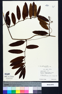 Smilax laurifolia image