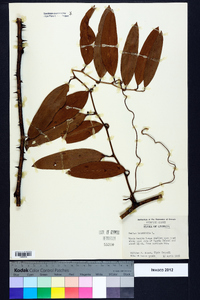 Smilax laurifolia image