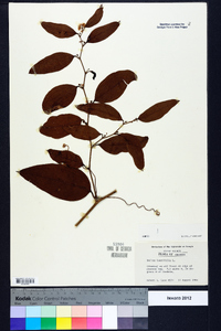 Smilax laurifolia image