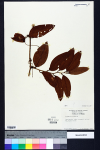 Smilax laurifolia image