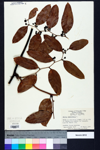 Smilax laurifolia image