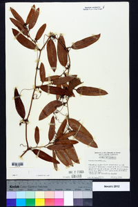 Smilax laurifolia image