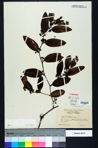 Smilax laurifolia image