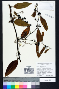 Smilax laurifolia image