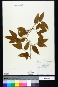 Smilax laurifolia image