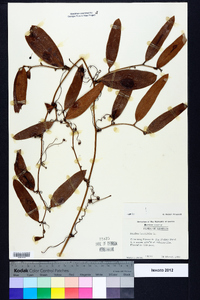 Smilax laurifolia image