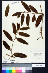 Smilax laurifolia image