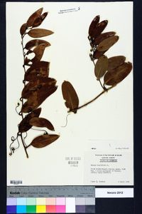 Smilax laurifolia image