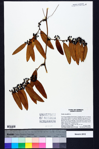 Smilax laurifolia image