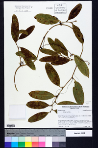 Smilax laurifolia image