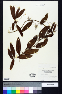 Smilax laurifolia image