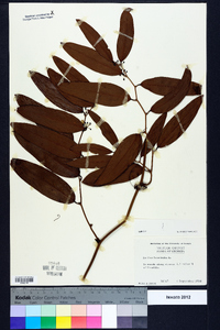 Smilax laurifolia image