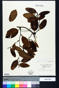 Smilax laurifolia image