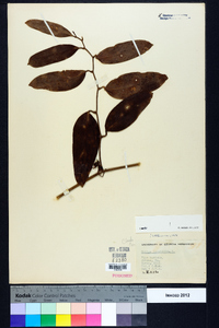 Smilax laurifolia image