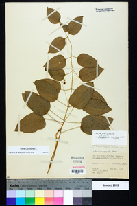 Smilax pseudochina image