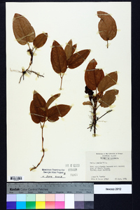 Smilax pumila image