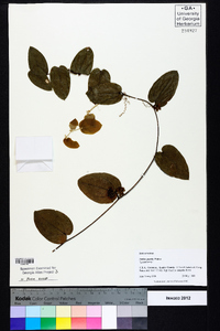 Smilax pumila image