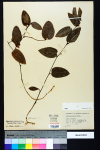 Smilax pumila image