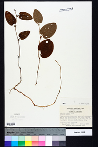 Smilax pumila image