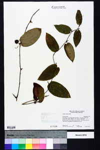 Smilax pumila image