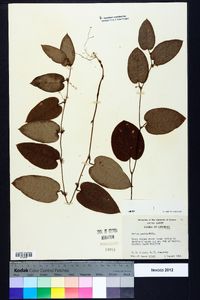 Smilax pumila image