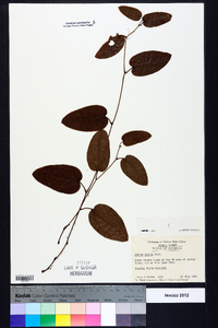 Smilax pumila image