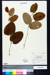 Smilax pumila image