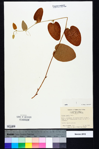 Smilax pumila image