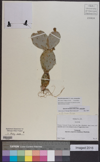 Opuntia mesacantha subsp. mesacantha image