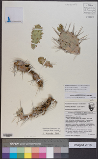 Opuntia mesacantha subsp. lata image