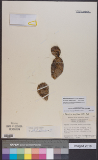 Opuntia mesacantha subsp. mesacantha image