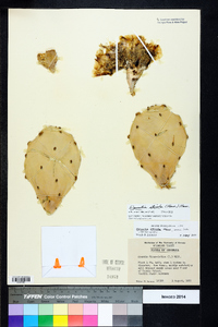 Opuntia stricta image